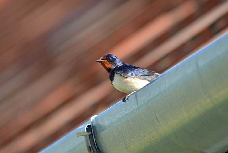 Swallow - Hungary
