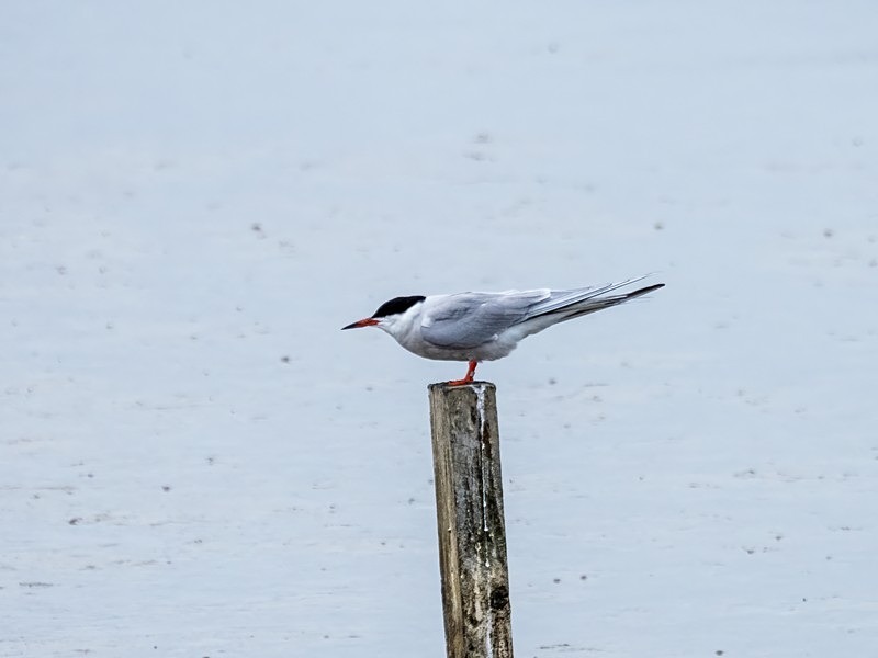 Common Tern - Terns