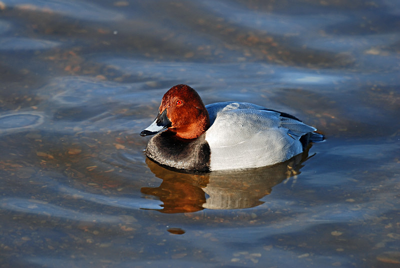 Common Pochard - Diving ducks