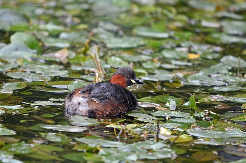 Little Grebe - Grebes