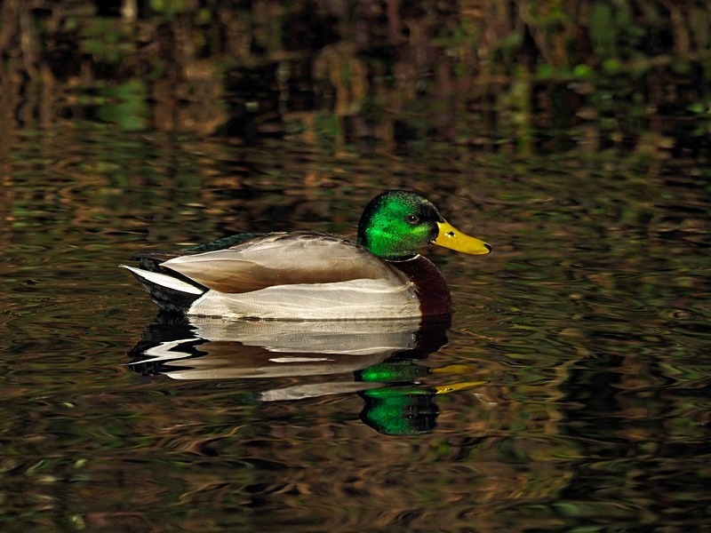 Mallard - Dabbling ducks