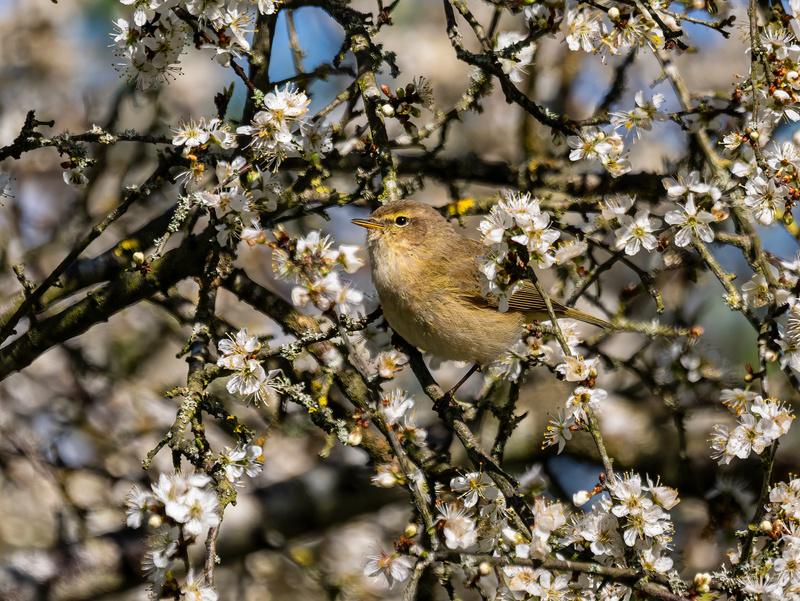Chiffchaff - Latest photos