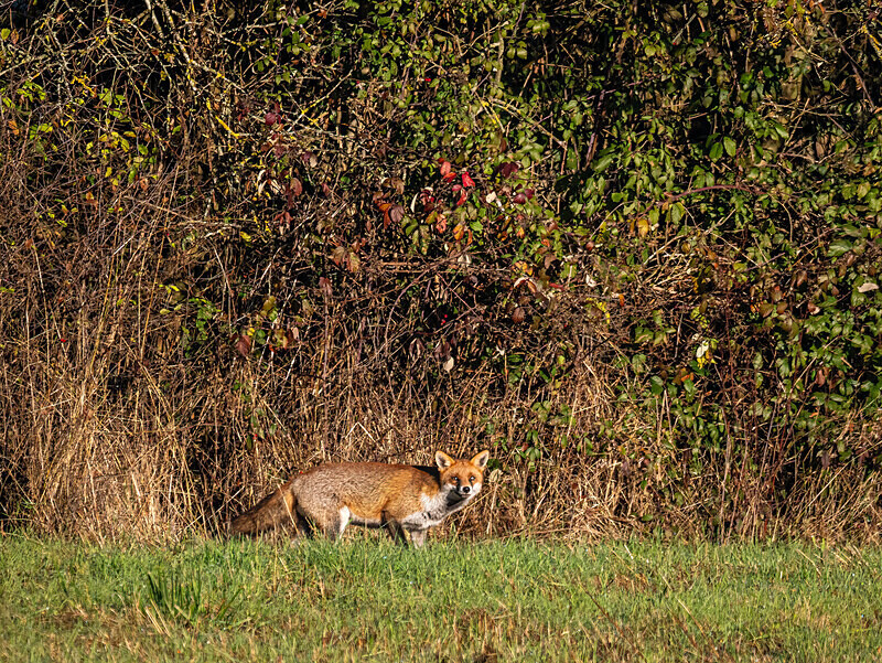 Red Fox - Latest photos