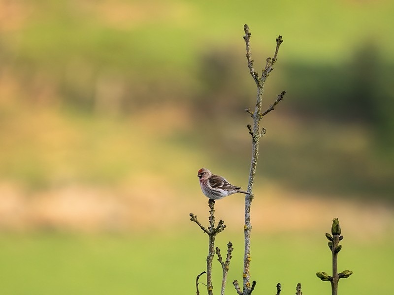 Lesser Redpoll - Finches