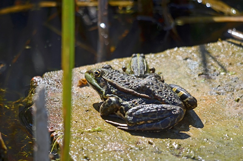 Marsh Frog - Frogs and toads