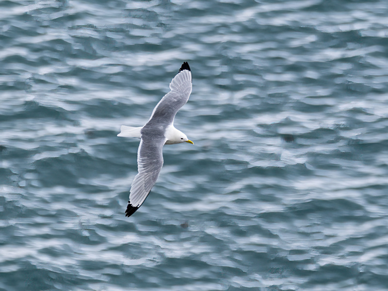 Kittiwake - Latest photos