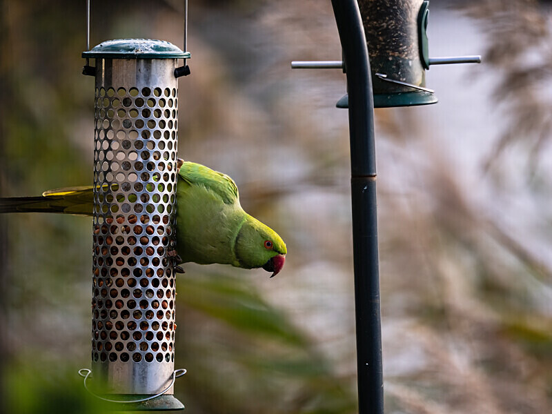 Ring-necked Parakeet - Latest photos