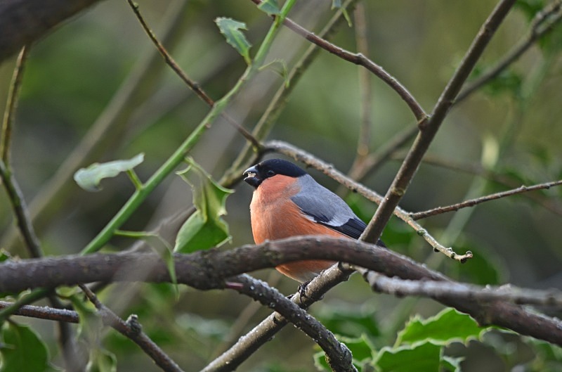 Bullfinch - Finches