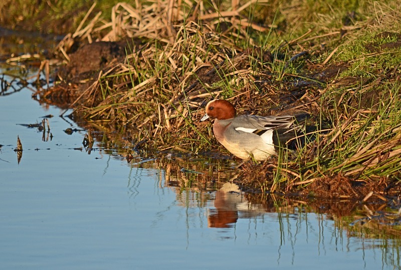 Wigeon - Dabbling ducks
