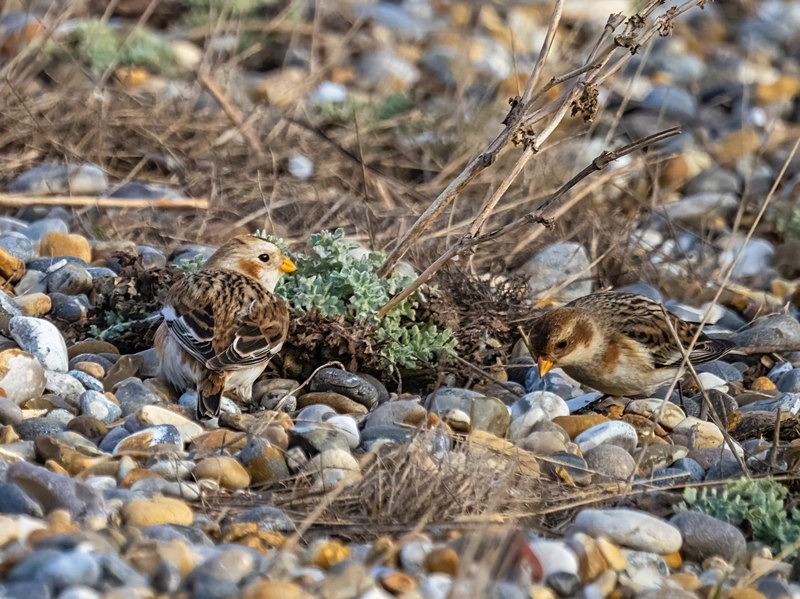 Snow Bunting - Buntings