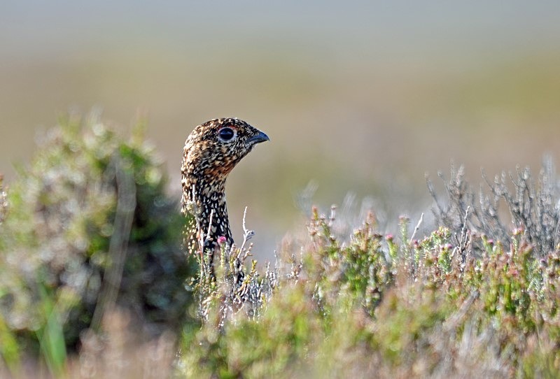 Red Grouse - Game birds