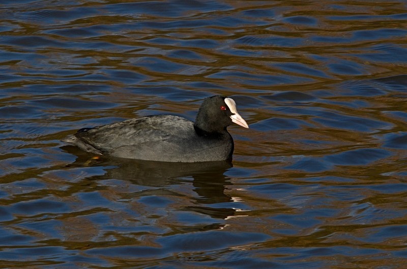 Coot - Crakes and rails