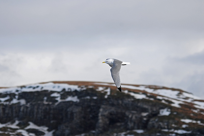 Kittiwake - Norway