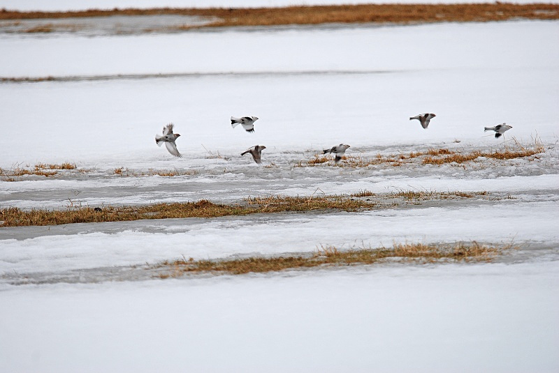 Snow Buntings - Norway