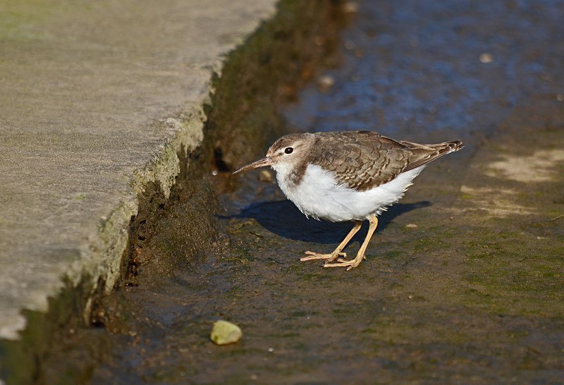 Spotted Sandpiper - Sandpipers