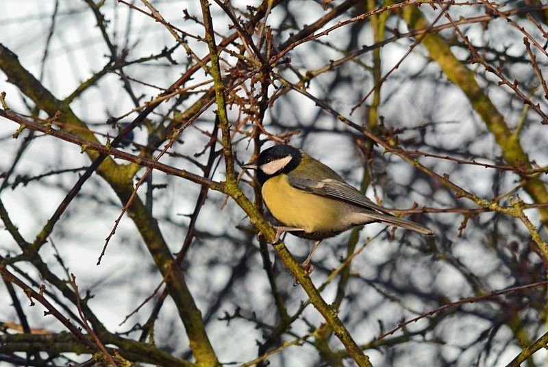 Great Tit - Tits