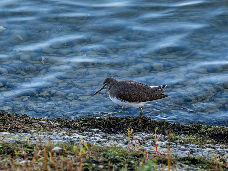 Green Sandpiper - Latest photos
