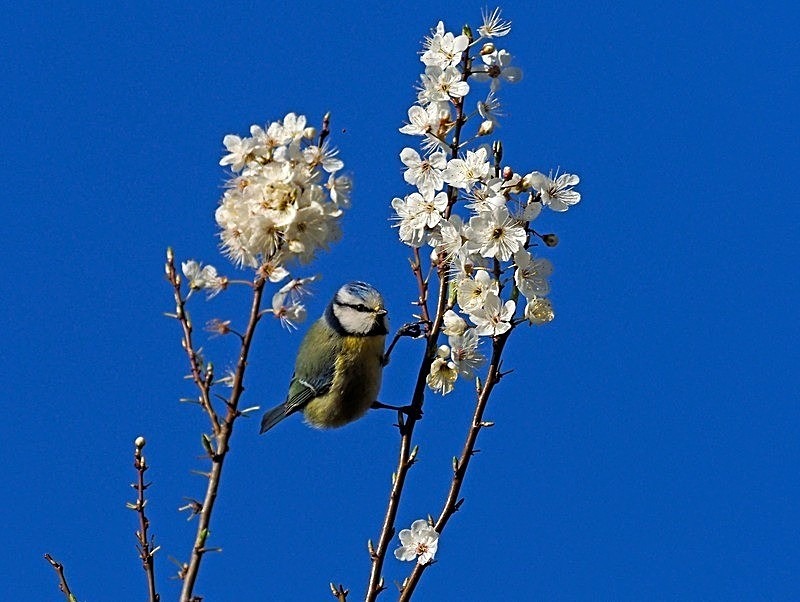 March 2021 - Blue Tit - Photos of the month