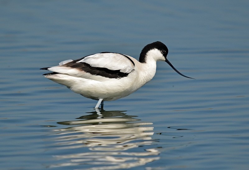 Avocet - Avocets and stilts