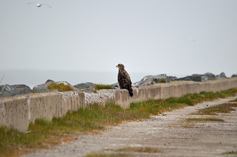 White-tailed Eagle - North Norway