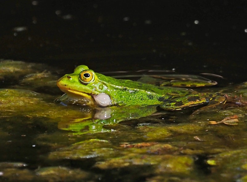 Edible Frog - Frogs and toads