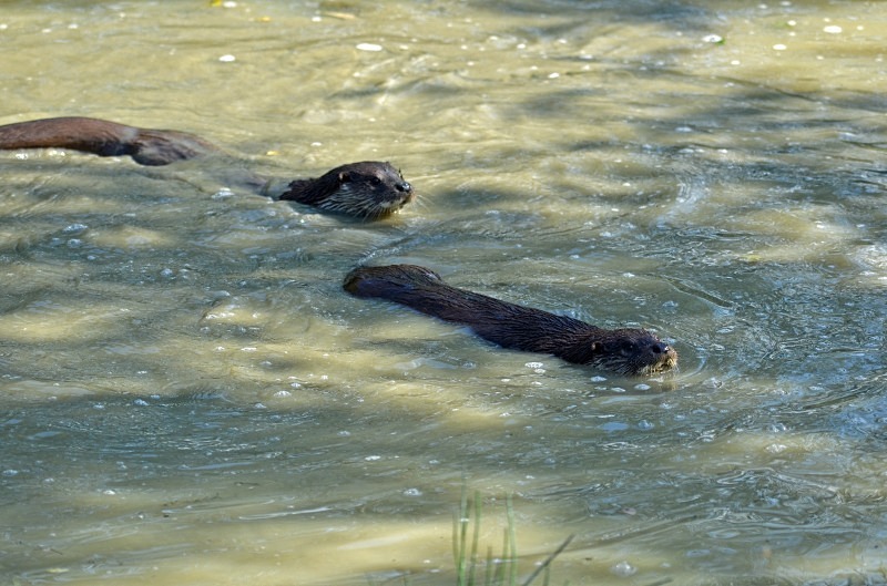 Otter - Otter
