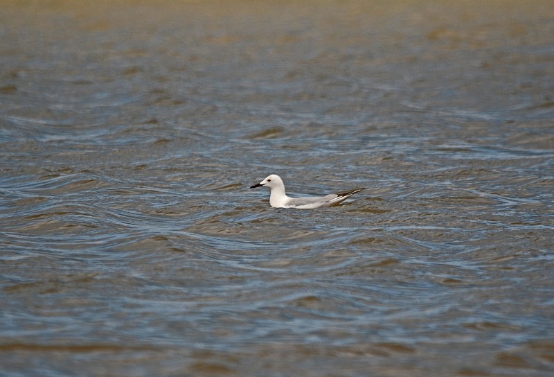 Slender-billed Gull - South and west Spain - April and May 2012