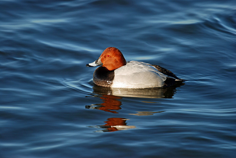 Common Pochard - Diving ducks