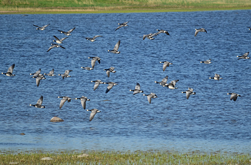 Barnacle Geese - Estonia