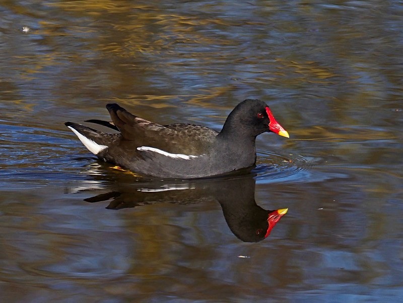 Moorhen - Crakes and rails