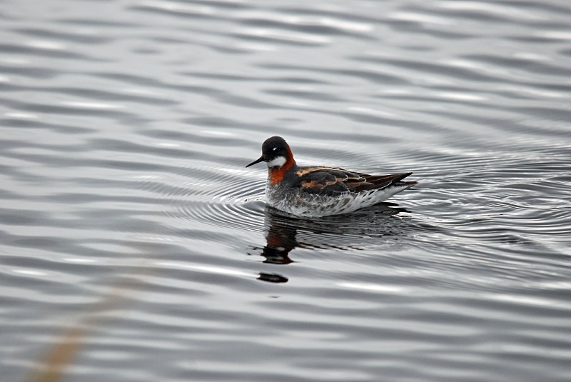 Red-necked Phalarope - North Finland and north Norway - May and June 2009