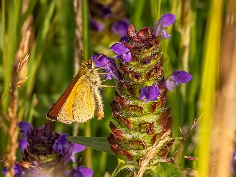 Essex Skipper - Butterflies
