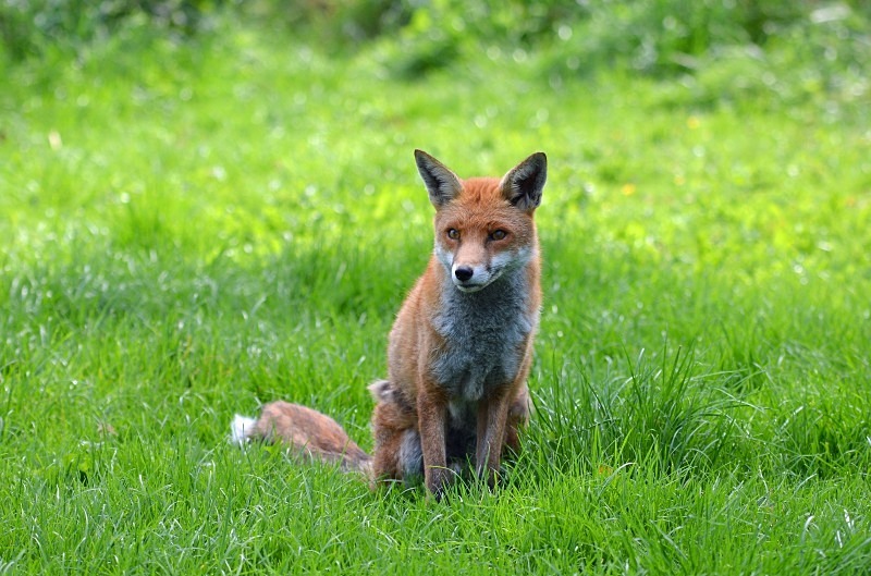 Red Fox - Red Fox