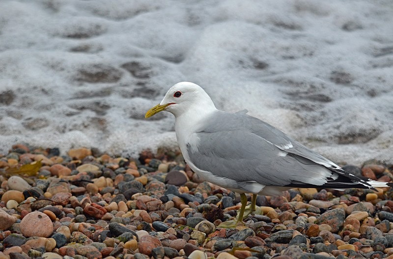 Common Gull - Gulls