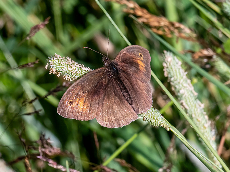 Meadow Brown - Latest photos