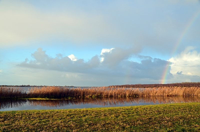 Lauwersmeer National Park, Friesland Province, Netherlands - Netherlands - December 2019