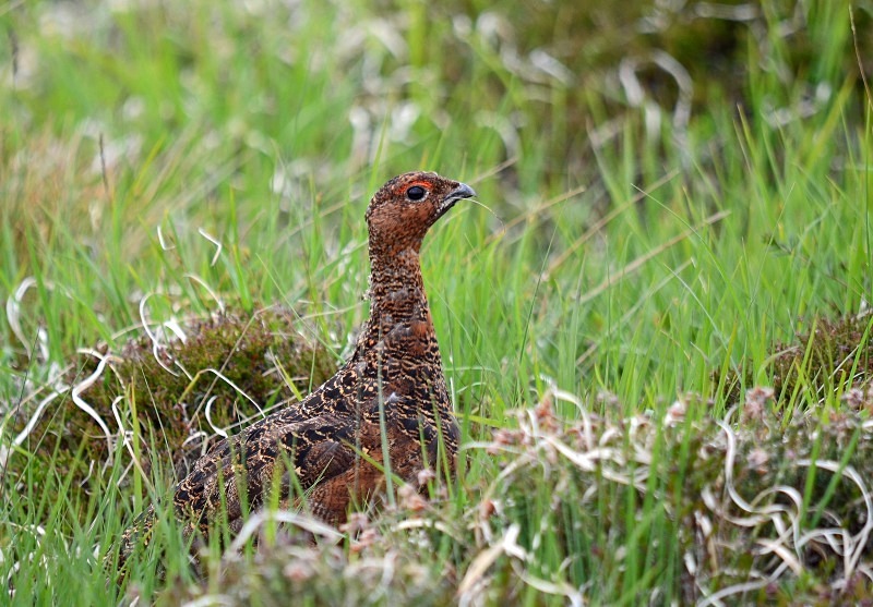Red Grouse - Game birds