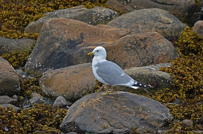 Common Gull - North Norway