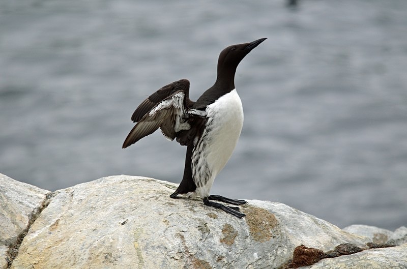 Common Guillemot - North Norway