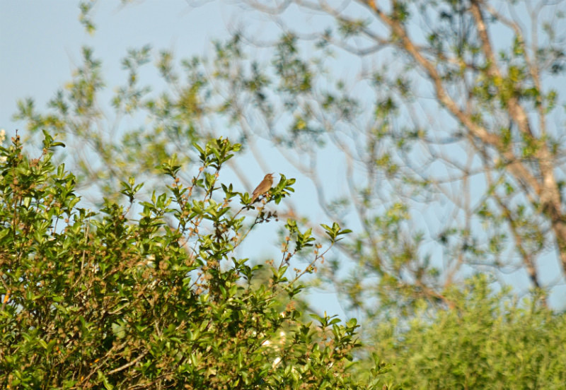 River Warbler - Estonia