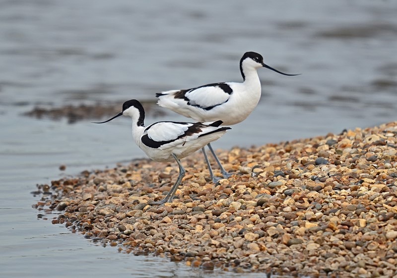 Avocets - Avocets and stilts