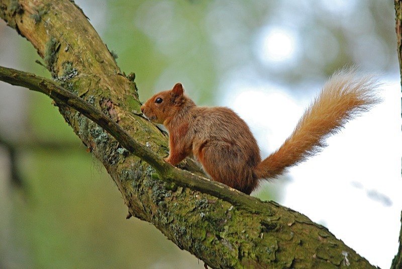 Red Squirrel - Red Squirrels