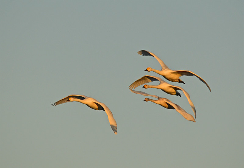 Bewick's Swans - Whooper and Bewick's Swans