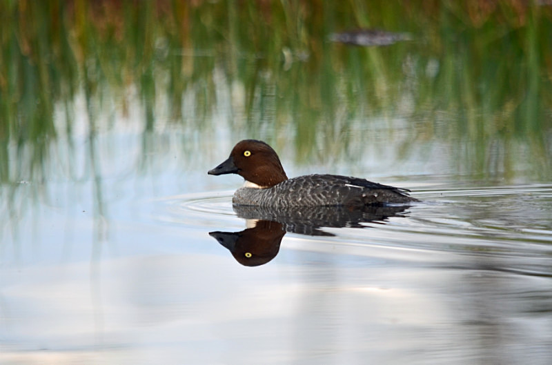Goldeneye - North east Finland