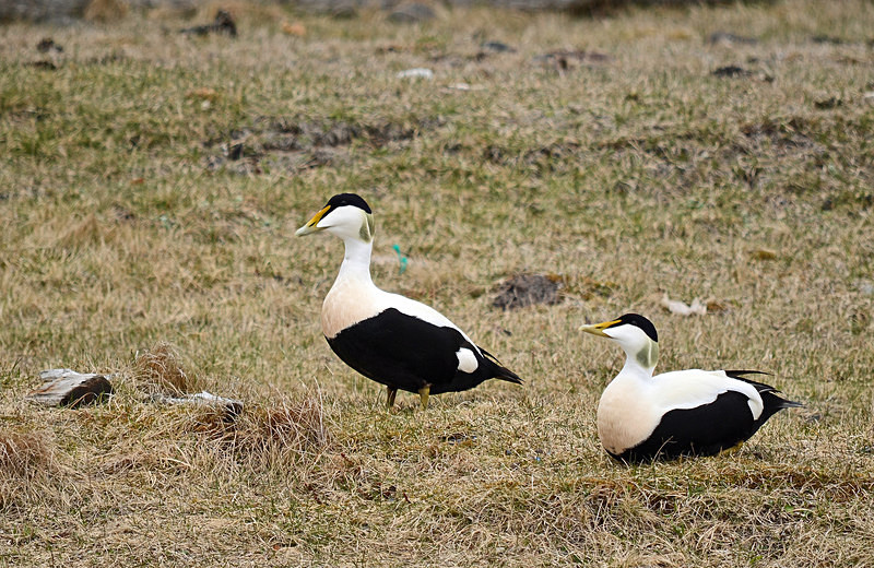 Eiders - North east Iceland