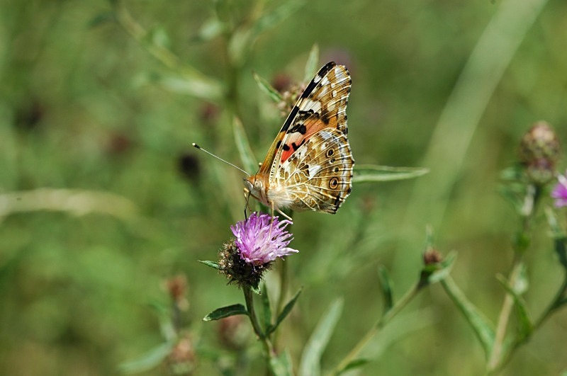 Painted Lady - Butterflies