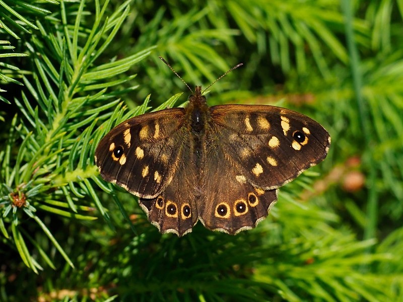 Speckled Wood - Butterflies