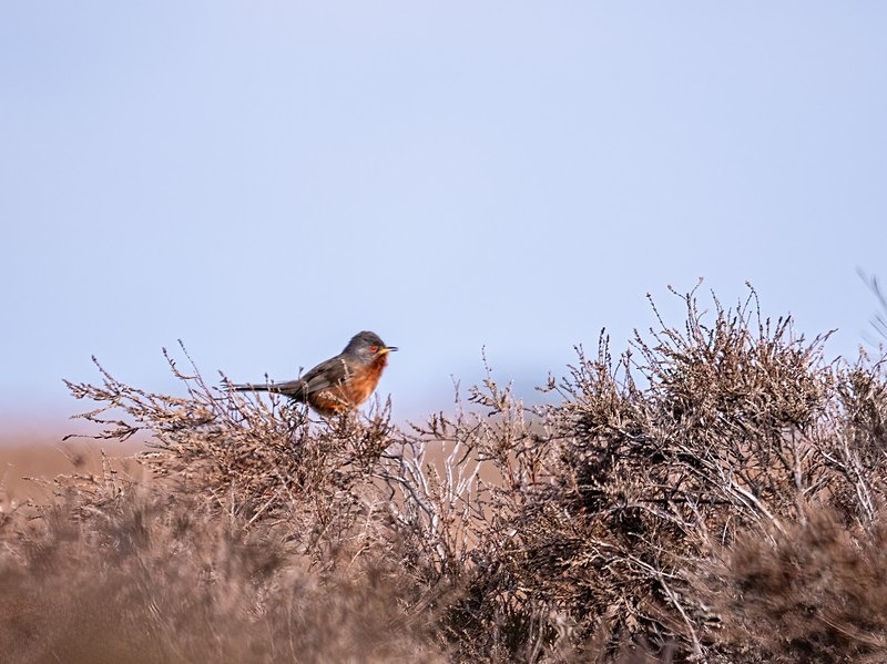 Dartford Warbler - Warblers