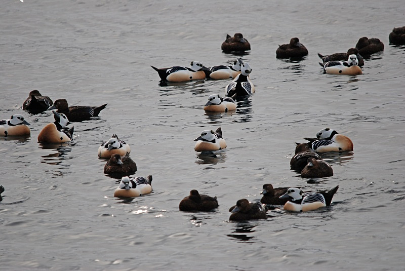 Steller's Eiders - Norway