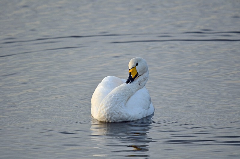 Whooper Swan - Whooper and Bewick's Swans